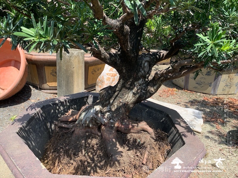 img 8861 1 [晶鑽羅漢松]等待，是為了下一次的蛻變(141) 盆栽(Bonsai)