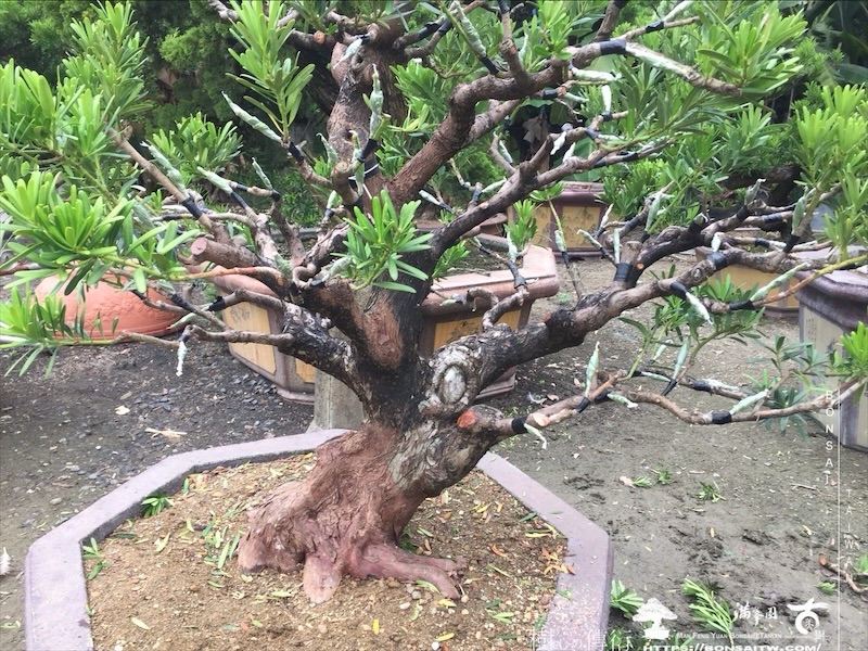 img 8862 1 [晶鑽羅漢松]等待，是為了下一次的蛻變(141) 盆栽(Bonsai)
