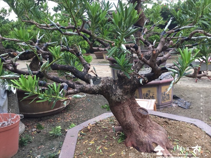 img 8863 1 [晶鑽羅漢松]等待，是為了下一次的蛻變(141) 盆栽(Bonsai)