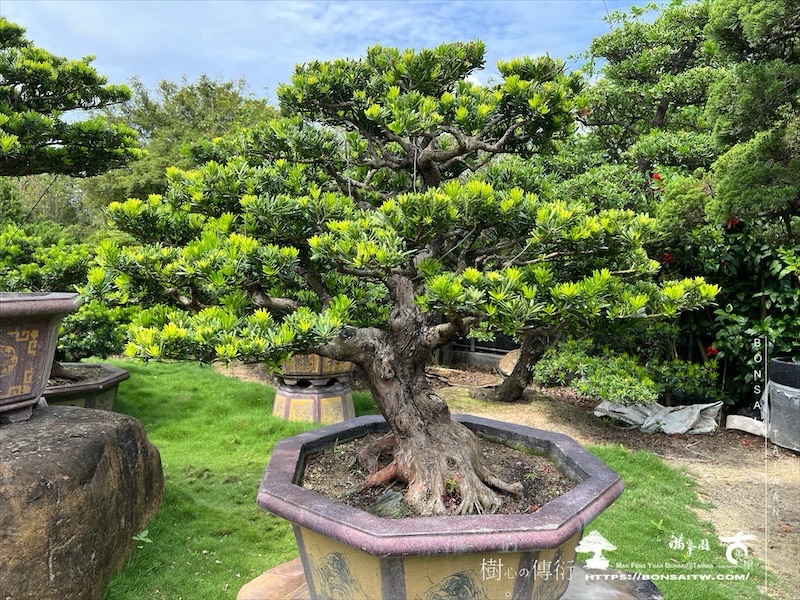 img 8865 1 [晶鑽羅漢松]等待，是為了下一次的蛻變(141) 盆栽(Bonsai)