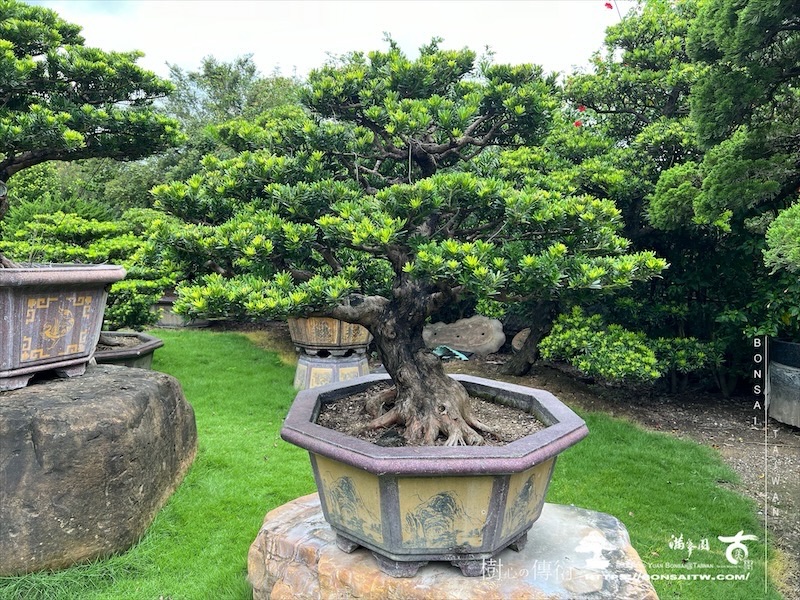 img 8866 1 [晶鑽羅漢松]等待，是為了下一次的蛻變(141) 盆栽(Bonsai)