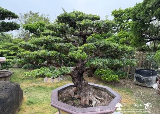 img 8867 1 [晶鑽羅漢松]等待，是為了下一次的蛻變(141) 等待，是為了下一次的蛻變