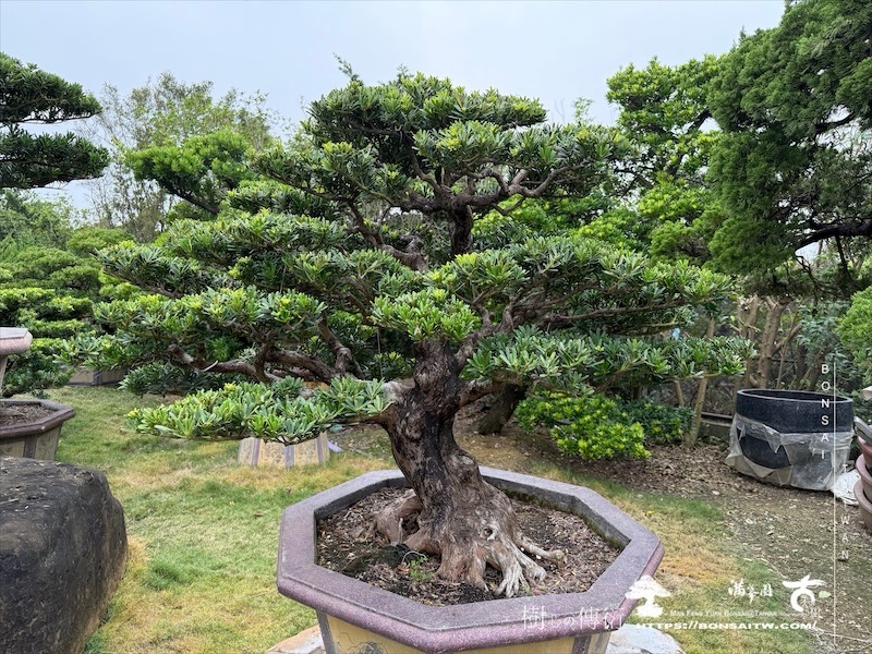 img 8867 1 [晶鑽羅漢松]等待，是為了下一次的蛻變(141) 盆栽(Bonsai)