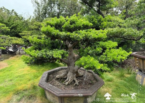 img 9277 1 [晶鑽羅漢松]等待，是為了下一次的蛻變(142) 羅漢松(Podocarpus costalis)