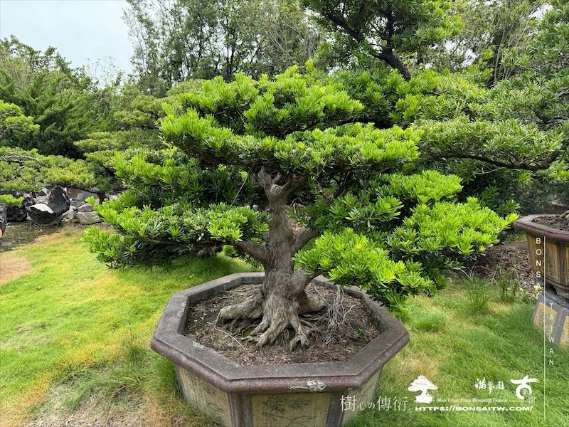 img 9277 1 [晶鑽羅漢松]等待，是為了下一次的蛻變(142) 盆栽(Bonsai)