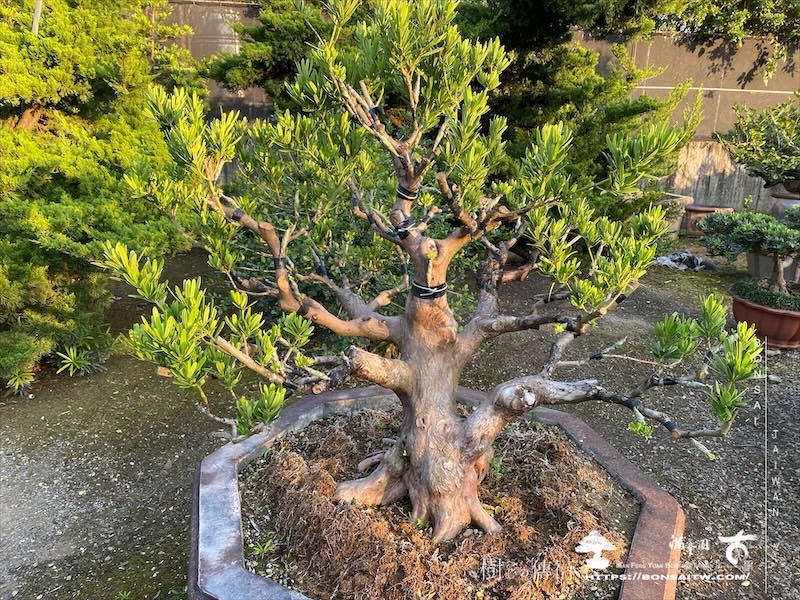 img 9282 1 [晶鑽羅漢松]等待，是為了下一次的蛻變(142) 盆栽(Bonsai)