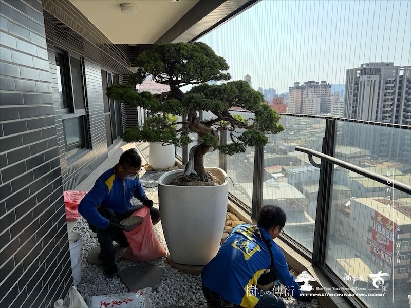 img 9356 1 [我們的作品]露台植栽-案0514 盆栽(Bonsai)