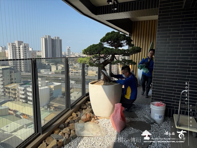img 9357 1 [我們的作品]露台植栽-案0514 盆栽(Bonsai)