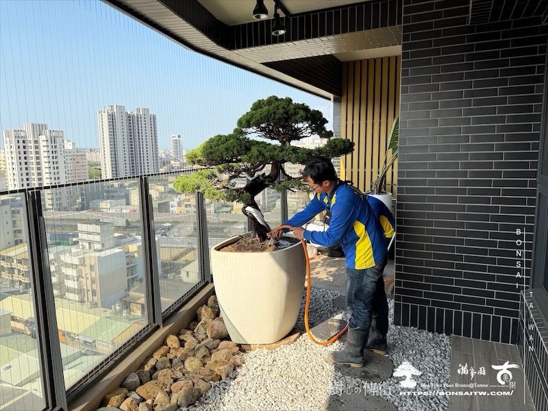 img 9358 1 [我們的作品]露台植栽-案0514 盆栽(Bonsai)