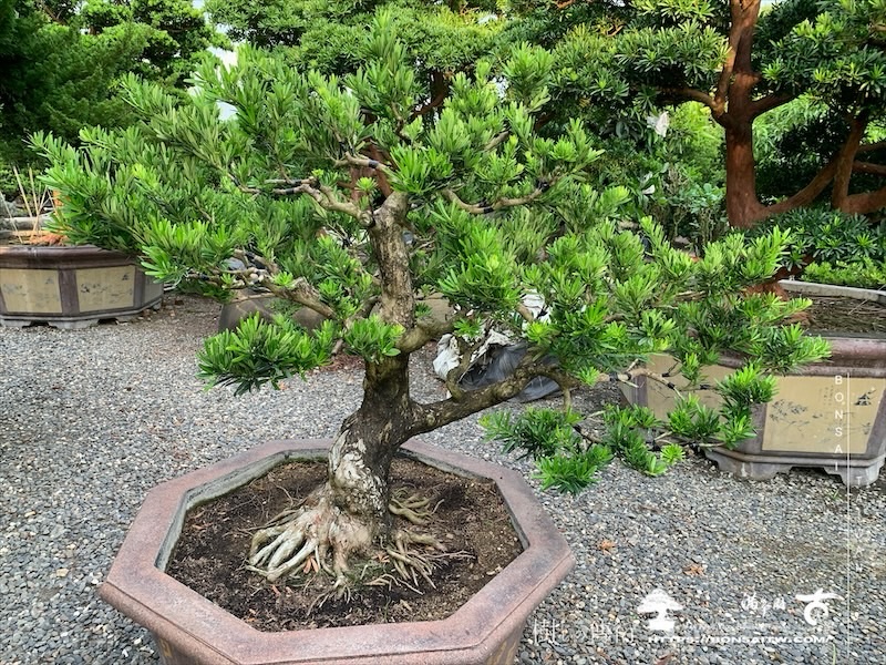 img 2270 1 [晶鑽羅漢松]等待，是為了下一次的蛻變(143) 蛻變專題(The plan)