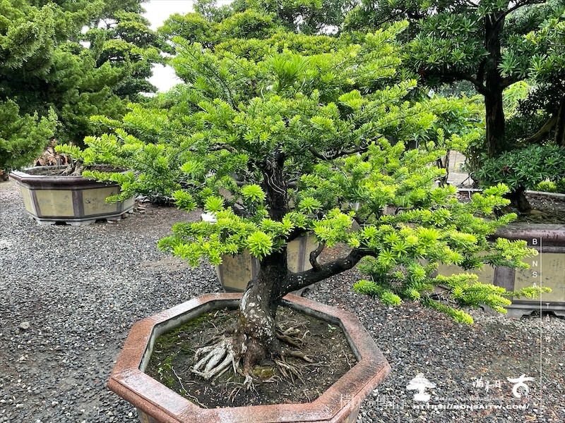 img 2271 1 [晶鑽羅漢松]等待，是為了下一次的蛻變(143) 蛻變專題(The plan)