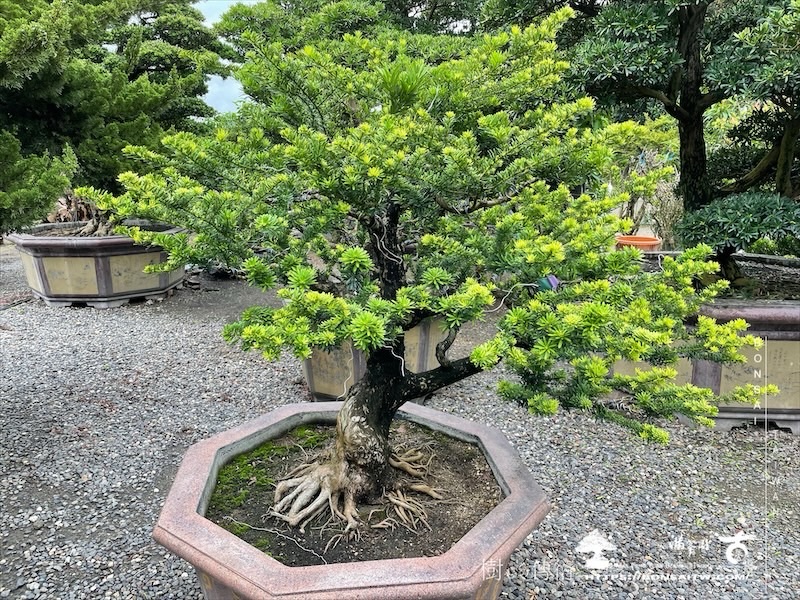 img 2272 1 [晶鑽羅漢松]等待，是為了下一次的蛻變(143) 蛻變專題(The plan)