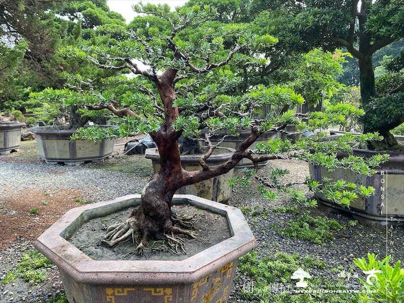 img 2273 1 [晶鑽羅漢松]等待，是為了下一次的蛻變(143) 蛻變專題(The plan)