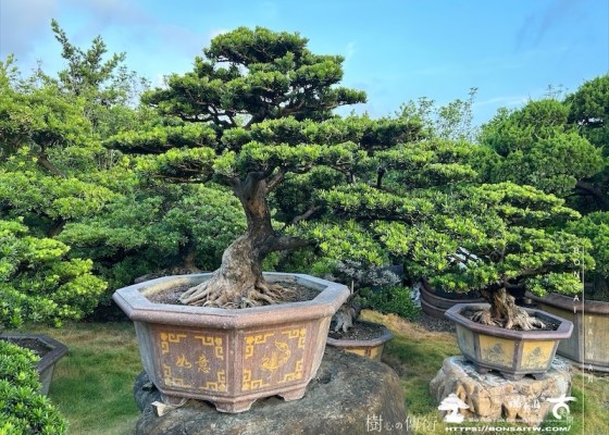 img 2274 1 [晶鑽羅漢松]等待，是為了下一次的蛻變(143) 羅漢松(Podocarpus costalis)