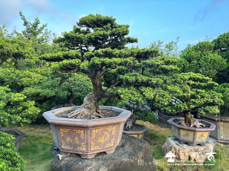 img 2274 1 [晶鑽羅漢松]等待，是為了下一次的蛻變(143) 蛻變專題(The plan)