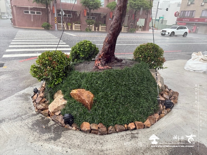 img 2404 1 [我們的作品]商業空間景觀規劃施工-案0630-1 大型庭園樹專區(Garden Tree)