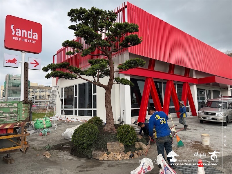 img 2405 1 [我們的作品]商業空間景觀規劃施工-案0630-1 大型庭園樹專區(Garden Tree)