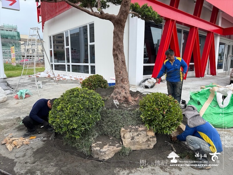 img 2407 1 [我們的作品]商業空間景觀規劃施工-案0630-1 大型庭園樹專區(Garden Tree)