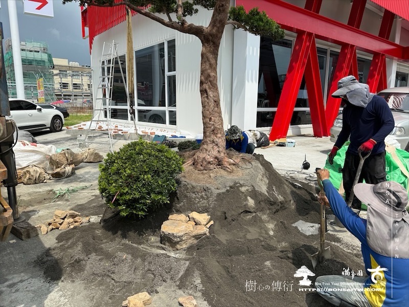 img 2409 1 [我們的作品]商業空間景觀規劃施工-案0630-1 大型庭園樹專區(Garden Tree)