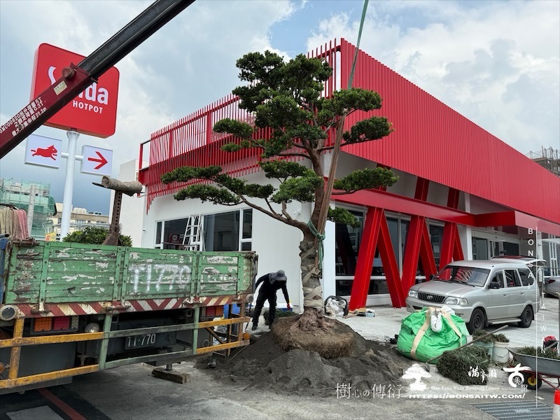 img 2410 1 [我們的作品]商業空間景觀規劃施工-案0630-1 大型庭園樹專區(Garden Tree)