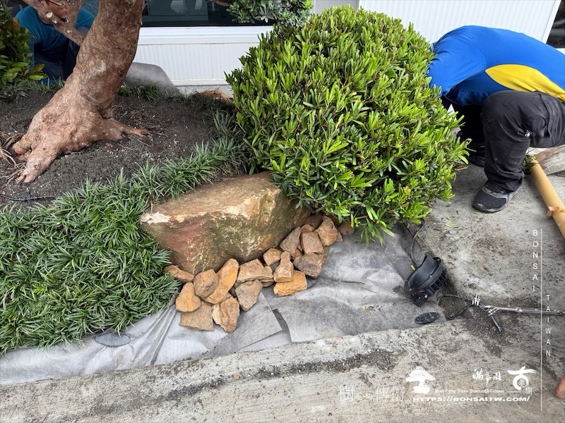 img 2414 1 [我們的作品]商業空間景觀規劃施工-案0630-1 大型庭園樹專區(Garden Tree)