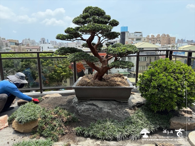 img 4420 [我們的作品]景觀規劃施工-案0724 露台造景
