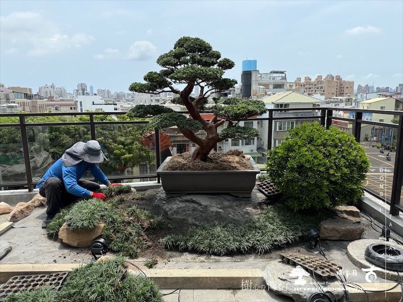 img 4428 [我們的作品]景觀規劃施工-案0724 露台造景