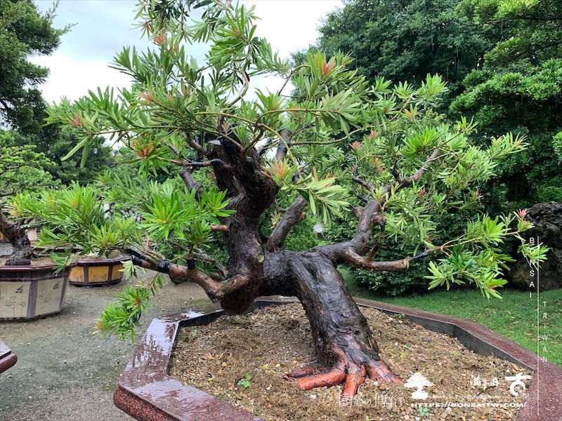 img 4778 [晶鑽羅漢松]等待，是為了下一次的蛻變(145) 盆栽(Bonsai)