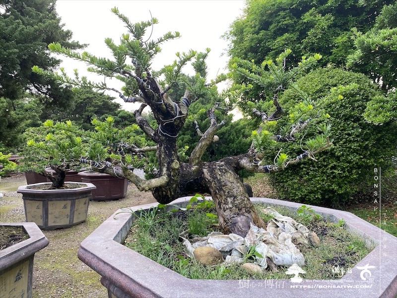 img 4779 [晶鑽羅漢松]等待，是為了下一次的蛻變(145) 盆栽(Bonsai)