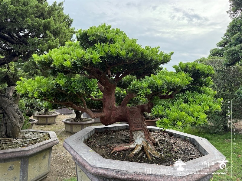 img 4782 [晶鑽羅漢松]等待，是為了下一次的蛻變(145) 盆栽(Bonsai)