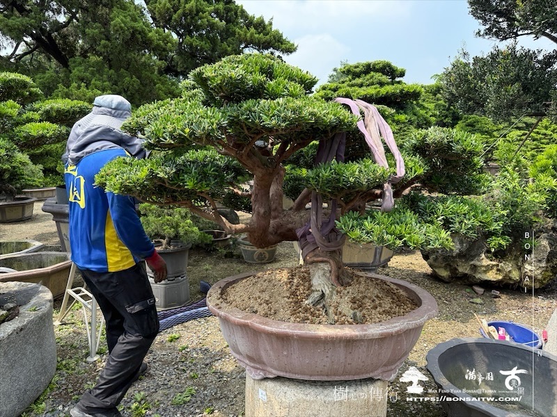 img 4783 [晶鑽羅漢松]等待，是為了下一次的蛻變(145) 盆栽(Bonsai)