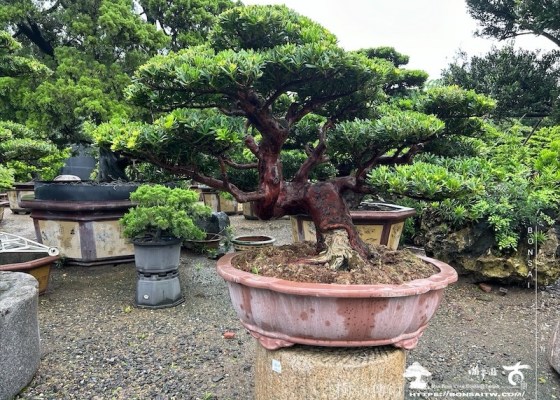 img 4784 [晶鑽羅漢松]等待，是為了下一次的蛻變(145) 羅漢松(Podocarpus costalis)