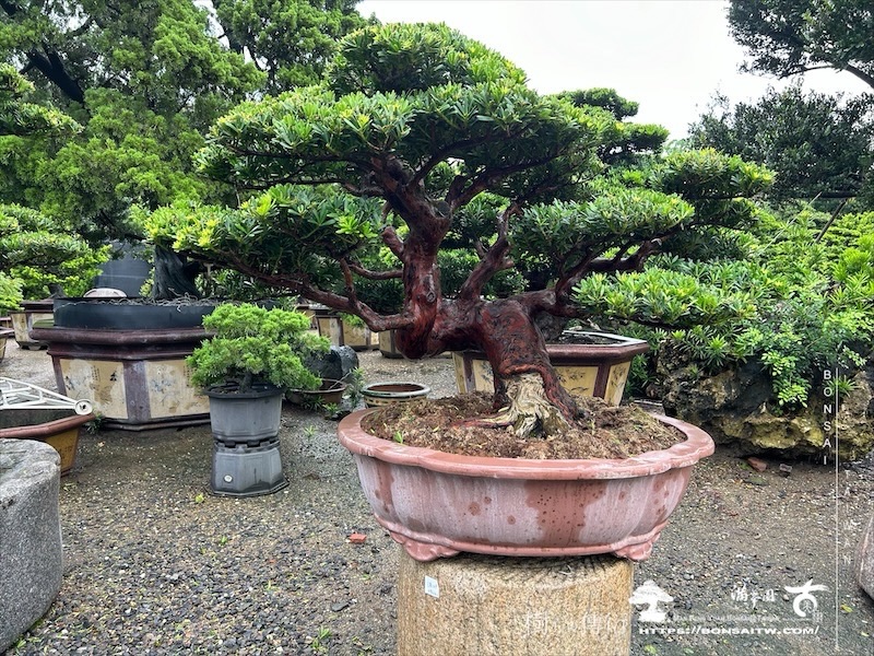 img 4784 [晶鑽羅漢松]等待，是為了下一次的蛻變(145) 盆栽(Bonsai)