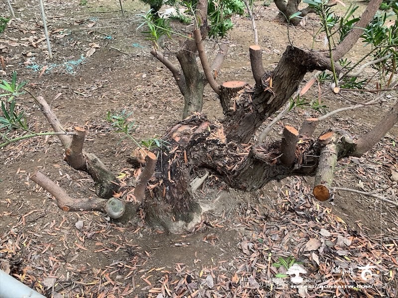 img 5236 [晶鑽羅漢松]等待，是為了下一次的蛻變(146) 盆栽(Bonsai)