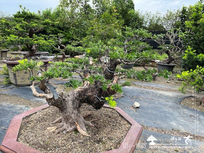 img 5237 [晶鑽羅漢松]等待，是為了下一次的蛻變(146) 盆栽(Bonsai)
