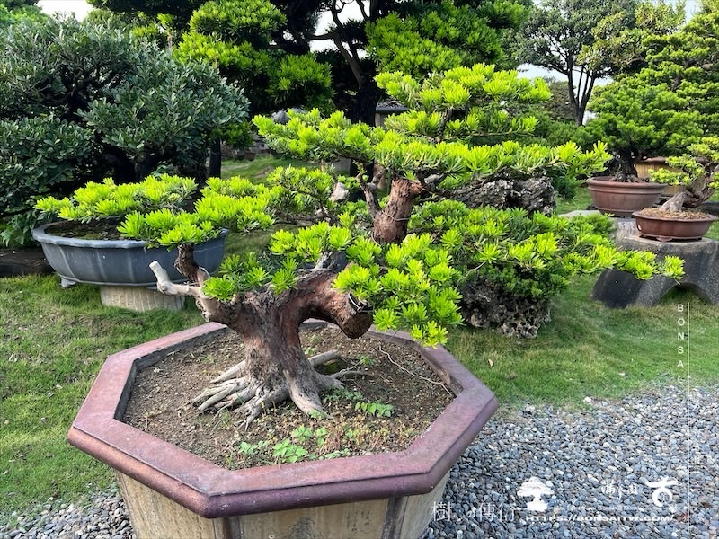 img 5238 [晶鑽羅漢松]等待，是為了下一次的蛻變(146) 盆栽(Bonsai)
