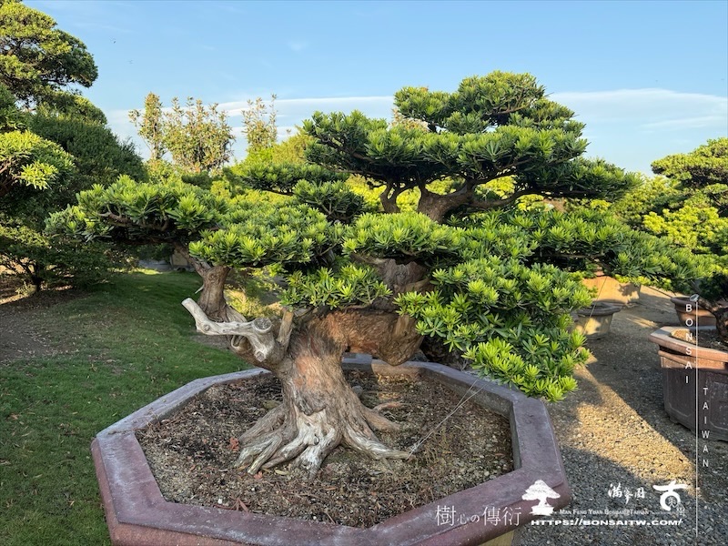 img 5239 [晶鑽羅漢松]等待，是為了下一次的蛻變(146) 盆栽(Bonsai)