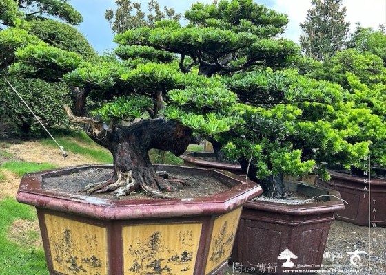 img 5240 [晶鑽羅漢松]等待，是為了下一次的蛻變(146) 素材(Material)