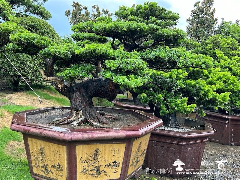 img 5240 [晶鑽羅漢松]等待，是為了下一次的蛻變(146) 盆栽(Bonsai)