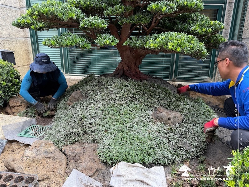 img 5528 [我們的作品]景觀規劃施工-案0802 客戶案例