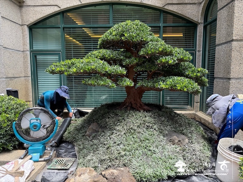 img 5530 [我們的作品]景觀規劃施工-案0802 客戶案例