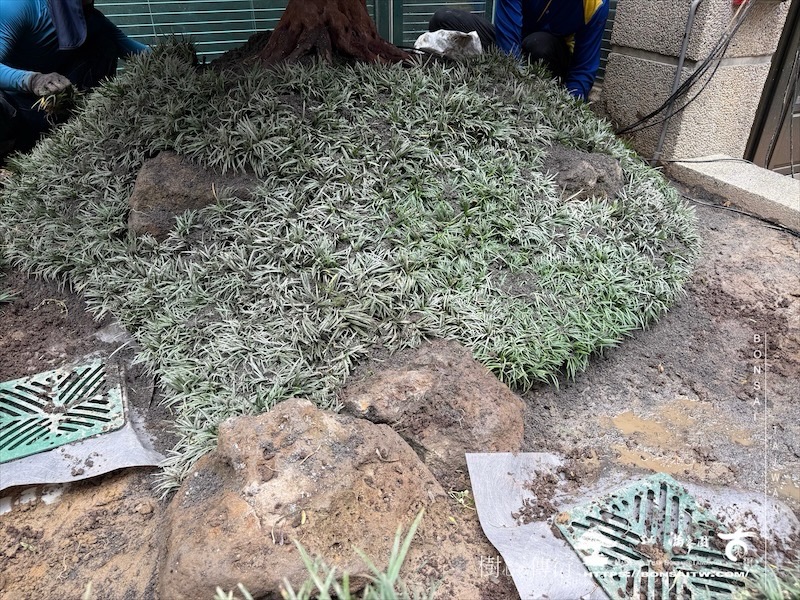 img 5531 [我們的作品]景觀規劃施工-案0802 客戶案例