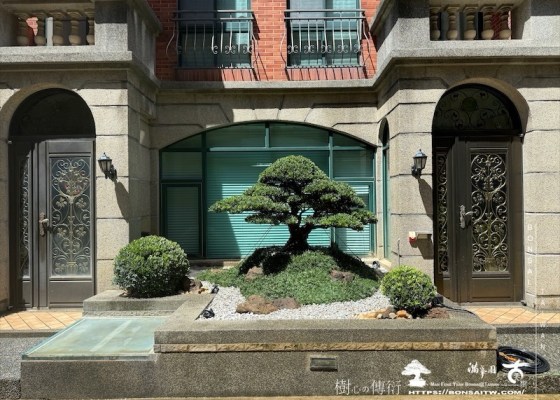 img 5538 [我們的作品]景觀規劃施工-案0802 羅漢松(Podocarpus costalis)