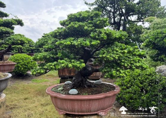 img 6156 [晶鑽羅漢松]等待，是為了下一次的蛻變(147) 等待，是為了下一次的蛻變