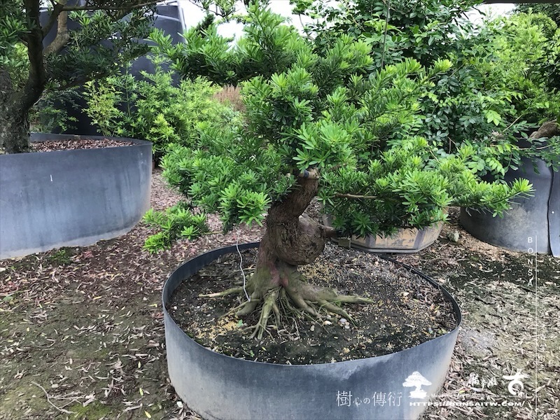 img 6157 [晶鑽羅漢松]等待，是為了下一次的蛻變(147) 盆栽(Bonsai)