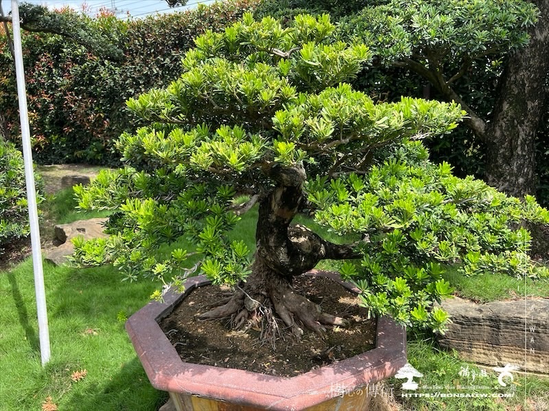 img 6165 [晶鑽羅漢松]等待，是為了下一次的蛻變(147) 盆栽(Bonsai)