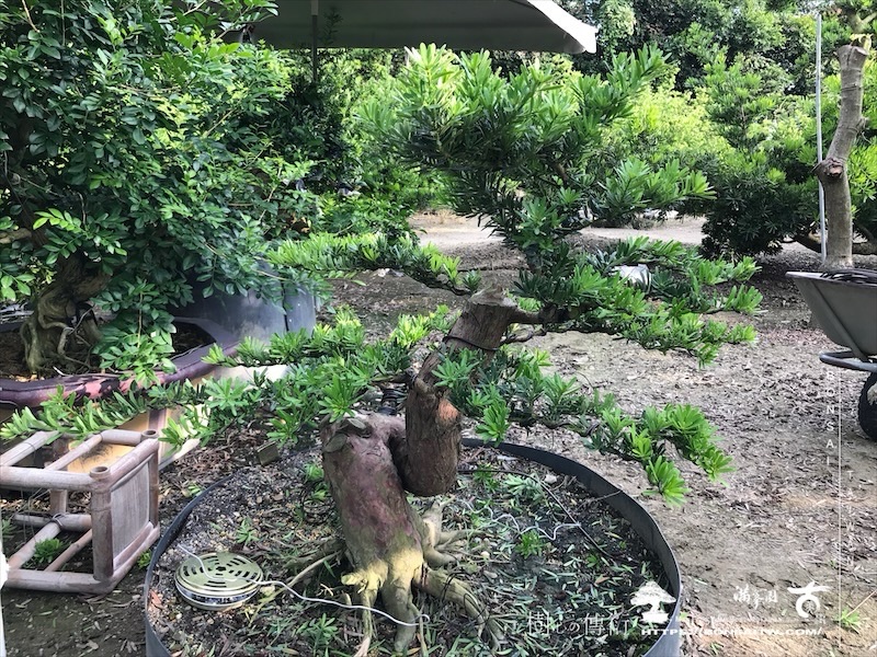 img 6167 [晶鑽羅漢松]等待，是為了下一次的蛻變(147) 盆栽(Bonsai)