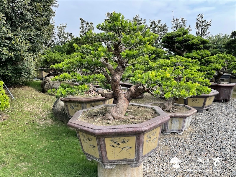img 6485 [晶鑽羅漢松]等待，是為了下一次的蛻變(149) 盆栽(Bonsai)