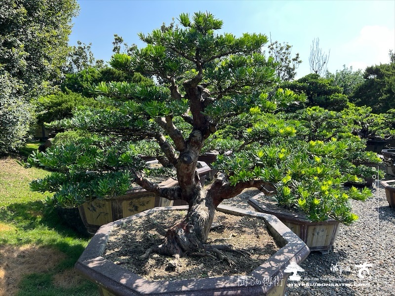 img 6488 [晶鑽羅漢松]等待，是為了下一次的蛻變(149) 盆栽(Bonsai)