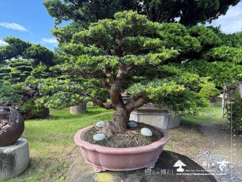 img 6489 [晶鑽羅漢松]等待，是為了下一次的蛻變(149) 盆栽(Bonsai)
